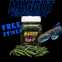 Maggot Blue A++ untuk blue pulchra, auranti, andrao (kemasan baru)