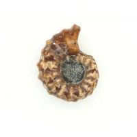 Need Morocco Full jade snail fossil specimens of high-end gift boutique teaching fossil collections yhl22