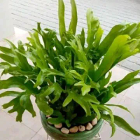 kedaka tanah tanaman hias outdor/indour