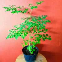 Bibit pohon kelor/ tanaman kelor dari biji