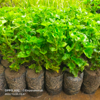 Emperan Omah 5 Bibit Tanaman Sayur Bayam Brazil Murah Siap Tanam Tinggi 20 Cm Asli Stek Batang Toler