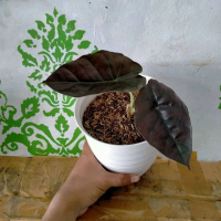 Tanaman hias Alocasia Black red invernalis - Alocasia infernalis
