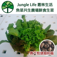 強強滾-【魚菜共生農場】綜合萵苣生菜 買6包送鈕扣菇 再贈山海屯啟智協會百元商品(口味隨機出貨)