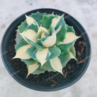 agave shoiji reijin varigated kuning