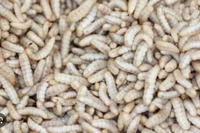 Magot BSF Hidup Fresh Pakan Lele Pakan Ayam Pakan Itik Bebek 100Gram