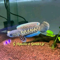 #ikan Channa auranti size 12-13cm