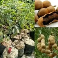 Bibit tanaman pohon asem tanaman asem jawa