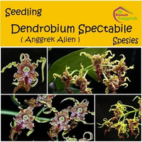 Seedling Anggrek Dendrobium Spesies Premium dendro bunga bulat wangi harum bibit hasil persilangan h