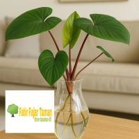 Tanaman media air homalomena rubescens - tanaman hias homalomena - tanaman indoor dan outdoor