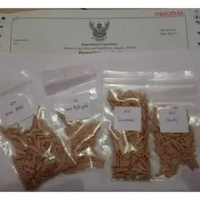 Seeds/Biji/Benih Tanaman Hias Adenium Arabicum GODJI 10 BIJI