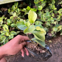 Tanaman Hias Peperomia Obtusifolia Variegata - Bibit Peperomia Obtusifolia Varigata