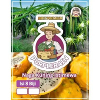 Bibit Premium Buah Naga Kuning | Benih Naga Kuning