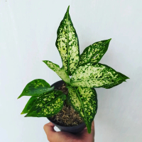 Aglaonema Snow White | Tanaman Hias Aglo