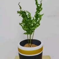 Tanaman hias kadaka api kadaka kriwil