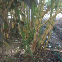 BIBIT STEK TEBU KUNING MANIS Rametuk01