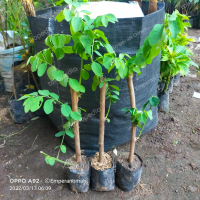 Bibit Tanaman Daun Katuk Sauropus androgynus Tinggi 30-40cm Kaya Kalsium Besi Kalium Cocok Untuk Mem