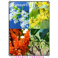 桂花種子 狀元桂花 芳香花卉 四季桂花 四季播種 易活 丹桂金桂沉香桂 發芽率達99%