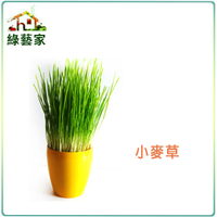 【綠藝家】小麥草種子1公斤裝(優惠價)