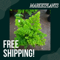 MarketPlants Tanaman Hias Suplir Keriting Kribo Tumpuk Daun Rimbun Hiasan Rumah Pakis Suplier Gratis