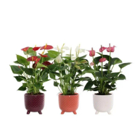 Paket 3 Tanaman Hias Anthurium Mickey Mouse Bunga, Merah, Putih, Ungu