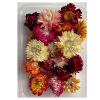 【A-ONE 匯旺】麥桿菊花 乾燥花 永生花 小清新麥穗花束 穀穗谷穗花 拍照道具 居家裝飾 花束 不凋花(A15)