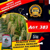 benih padi unggul AGT303 original