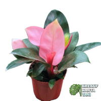 Tanaman hias pink congo - Philodendron Pink congo