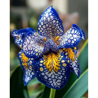 bunga anggrek Dendrobium dewasa - bunga anggrek  - angrek tanaman hidup