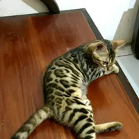 Bengal Kucing Kitten 6C1.1♀️Betina Cantik Usia 9 bln Motif Belantara Keren