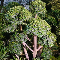 Tanaman pohon bonsai dolar mikro super bulat