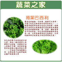 【蔬菜之家】F11.捲葉巴西利種子 (西洋香菜、歐芹) (共兩種包裝可選)