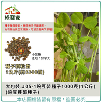 【綠藝家】大包裝J05-1.豌豆嬰種子1公斤(約5500顆) (豌豆芽菜種子)