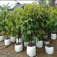 Bibit Durian Musangking, Montong, Bawor Superan 2 meter (GRATIS PACKING KAYU ) Dikirim Dengan Tanah 