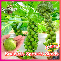 100% Original 200pcs Fresh Brussel Sprouts Seeds for Planting Vegetables Plants - High Yield Organic