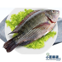 【小富嚴選】鯛魚鱸魚土魠魚類-台灣鯛魚-吳三去郭魚整尾一件10kg約20尾上下(三去的喔)特價元 另有台灣鯛魚片 #吳郭魚 #台灣鯛魚 #三去吳郭魚 #海鮮 #魚類 #台灣鯛魚片 #鹽烤吳郭魚