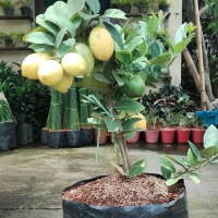bibit jeruk lemon california