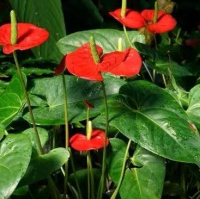 Tanaman Hias Anthurium Mickey Mouse Bunga Merah - 25-35cm Air Meja Wadah (Belum Berbunga) - Media, D