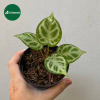 Tanaman Hias Anthurium Kuping Gajah Dorayaki x Silver Blush