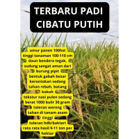 Bibit Benih Padi CIBATU PUTIH Kemasan 1 Kg