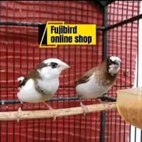 EMPRIT JEPANG WARNA BON COKLAT SEPASANG PILIHAN AVIARY SEPASANG