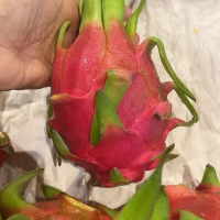 400g buah Dragon Fruit isi putih Australia Australian White Dragon Fruit