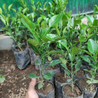 bibit jeruk purut bumbu masak Alami bibit jeruk purut