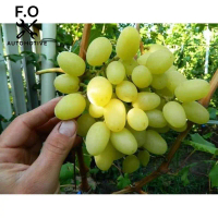 Bibit anggur import Landysh Grafting