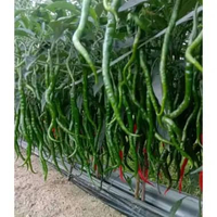 Benih CMK Super Baja - benih cabai 12 gram