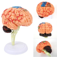 4D disassembled anatomy human brain model school education anatomy medicine human brain model anatomy medical model