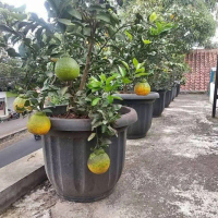 Bibit Jeruk Dekopon mudah berbuah dipot