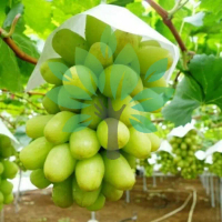 Bibit Tanaman Buah Anggur Import Tenzan Grafting-bibit Anggur Impor