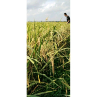 BENIH PADI RAJASA 01 KEMASAN 5KG