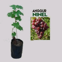BIBIT ANGGUR IMPORT NINEL(BIBIT ANGGUR NINEL)