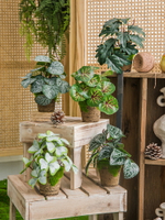 仿真綠植物小盆栽辦公室桌面擺設迷你綠植裝飾假花客廳擺件